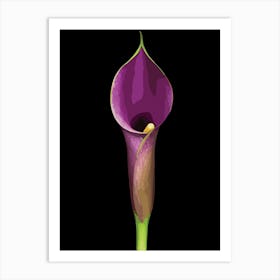 Elegant Purple Calla Lily Illustration Art Print