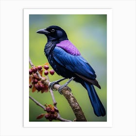 Purple-Throated Fruitcrow Wall Art 1 Art Print