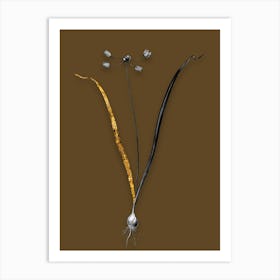 Vintage Allium Scorzonera Folium Black and White Gold Leaf Floral Art on Coffee Brown n.1144 Art Print