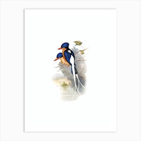 Vintage Paradise Kingfisher Bird Illustration on Pure White n.0130 Art Print