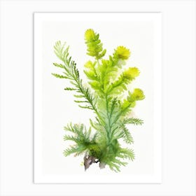 Club Moss Wildflower Watercolour 1 Art Print