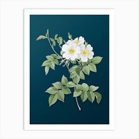 Vintage White Rosebush Botanical Art on Teal Blue n.0859 Art Print