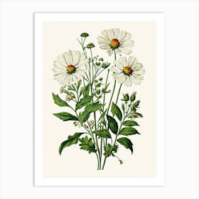 Vintage Botanical Galleria Style Wildflower Painting 43 Art Print