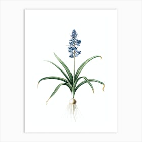 Vintage Scilla Patula Botanical Illustration on Pure White n.0449 Art Print