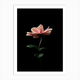 Single Pink Flower On Black Background 5 Art Print