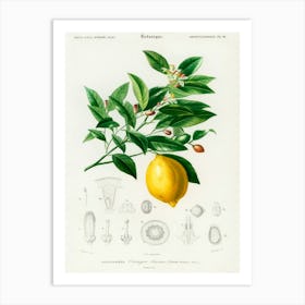 Lemon (Citrus Limonium), Charles Dessalines D' Orbigny Art Print