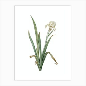 Vintage Crimean Iris Botanical Illustration on Pure White n.0649 Art Print