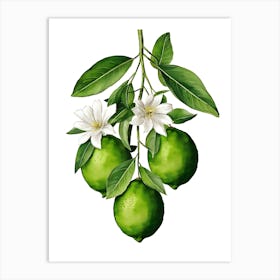 Lime Tree With Leaves And Flowers Art Print