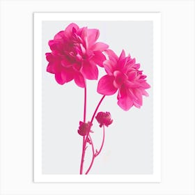 Hot Pink Dahlia 3 Art Print