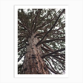 Looking Up At Pine Tree Art Print