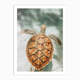 Sea Turtle Swimming Art Print