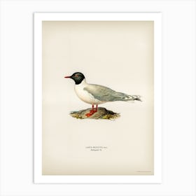 Little Gull (Larus Minutus), The Von Wright Brothers Art Print
