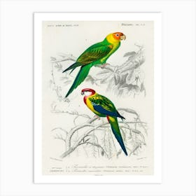 Different Types Of Birds, Charles Dessalines D'Orbigny 5 Art Print