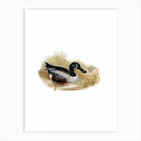 Vintage Variegated Shoveller Bird Illustration on Pure White n.0132 Art Print