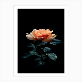 Peach Rose 5 Art Print