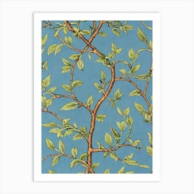 Cinnamon Tree 2 tree Vintage Botanical Art Print