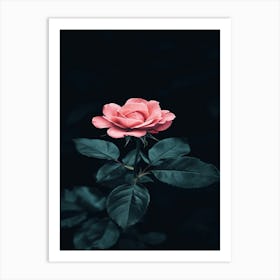 Pink Rose On Black Background 77 Art Print