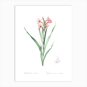 Sword Lily, Pierre Joseph Redoute Art Print