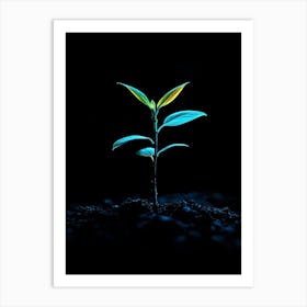 Young Plant Sprouting From The Ground Art Print