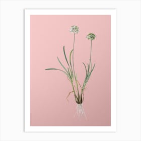 Vintage Allium Carolinianum Botanical on Soft Pink Art Print