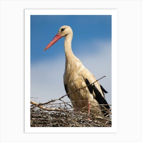 Stork In Nest Art Print