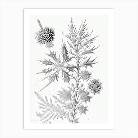 Needle, Snowflakes, Vintage Botanical Illustration 2 Art Print