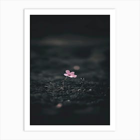 Single Flower In The Dark 54 Art Print