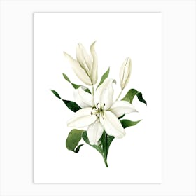 White Lily Art Print