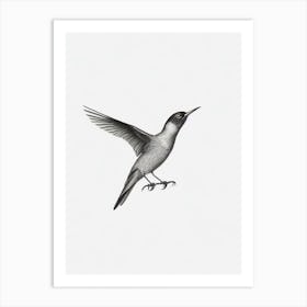 Baldpate B&W Pencil Drawing 2 Bird Art Print