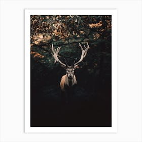 Red Stag In Forest Art Print