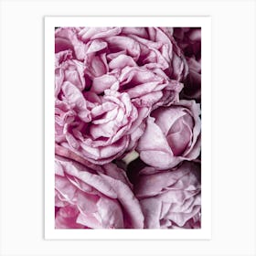 Pink Roses 3 Art Print