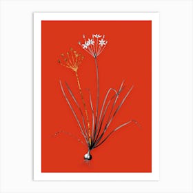 Vintage Allium Straitum Black and White Gold Leaf Floral Art on Tomato Red n.0279 Art Print