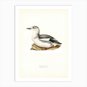 Black Guillemot, The Von Wright Brothers Art Print