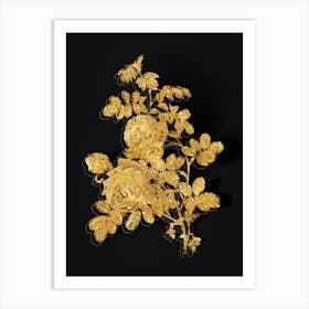 Vintage Sulphur Rose Botanical in Gold on Black n.0385 Art Print