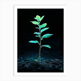 Young Plant In The Dirt Art Print