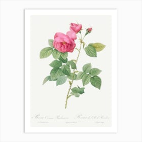 Bourbon Rose, Pierre Joseph Redoute Art Print