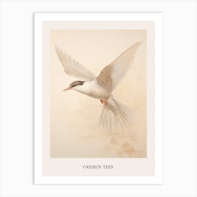 Vintage Bird Drawing Common Tern 2 Poster Art Print