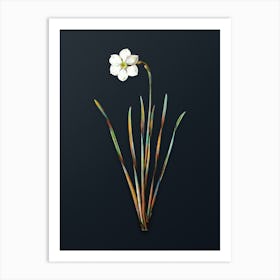 Vintage Narcissus Poeticus Botanical Watercolor Illustration on Dark Teal Blue n.0954 Art Print