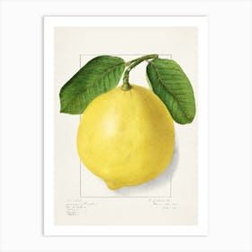 Lemon Art Print