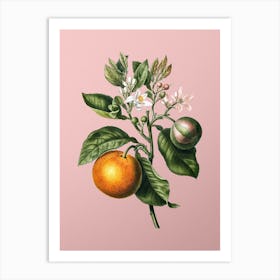 Vintage Bitter Orange Botanical on Soft Pink n.0192 Art Print
