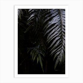 Fern leaves in New Zealand jungle Art Print