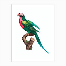 Vintage Red Breasted Parakeet Bird Illustration on Pure White Art Print