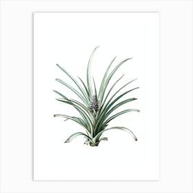 Vintage Pineapple Botanical Illustration on Pure White n.0966 Art Print