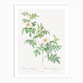 Clinophylla, Pierre Joseph Redoute Art Print