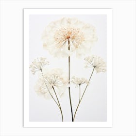 Pressed Wildflower Botanical Art Queen Annes Lace 1 Art Print