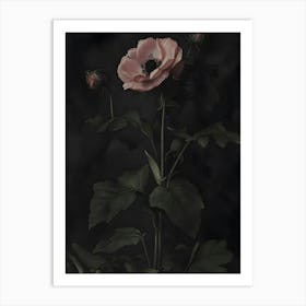 Pink Poppy 1 Art Print