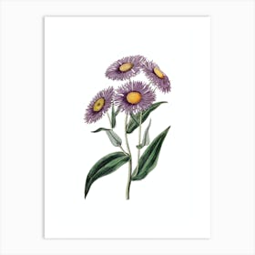 Vintage Shewy Stenactis Botanical Illustration on Pure White n.0598 Art Print