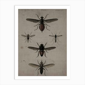 Flies Canvas Print Art Print