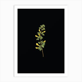 Vintage Common Cytisus Botanical Illustration on Solid Black n.0936 Art Print