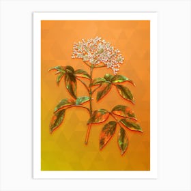 Vintage Elderberry Flowering Plant Botanical Art on Tangelo n.0251 Art Print